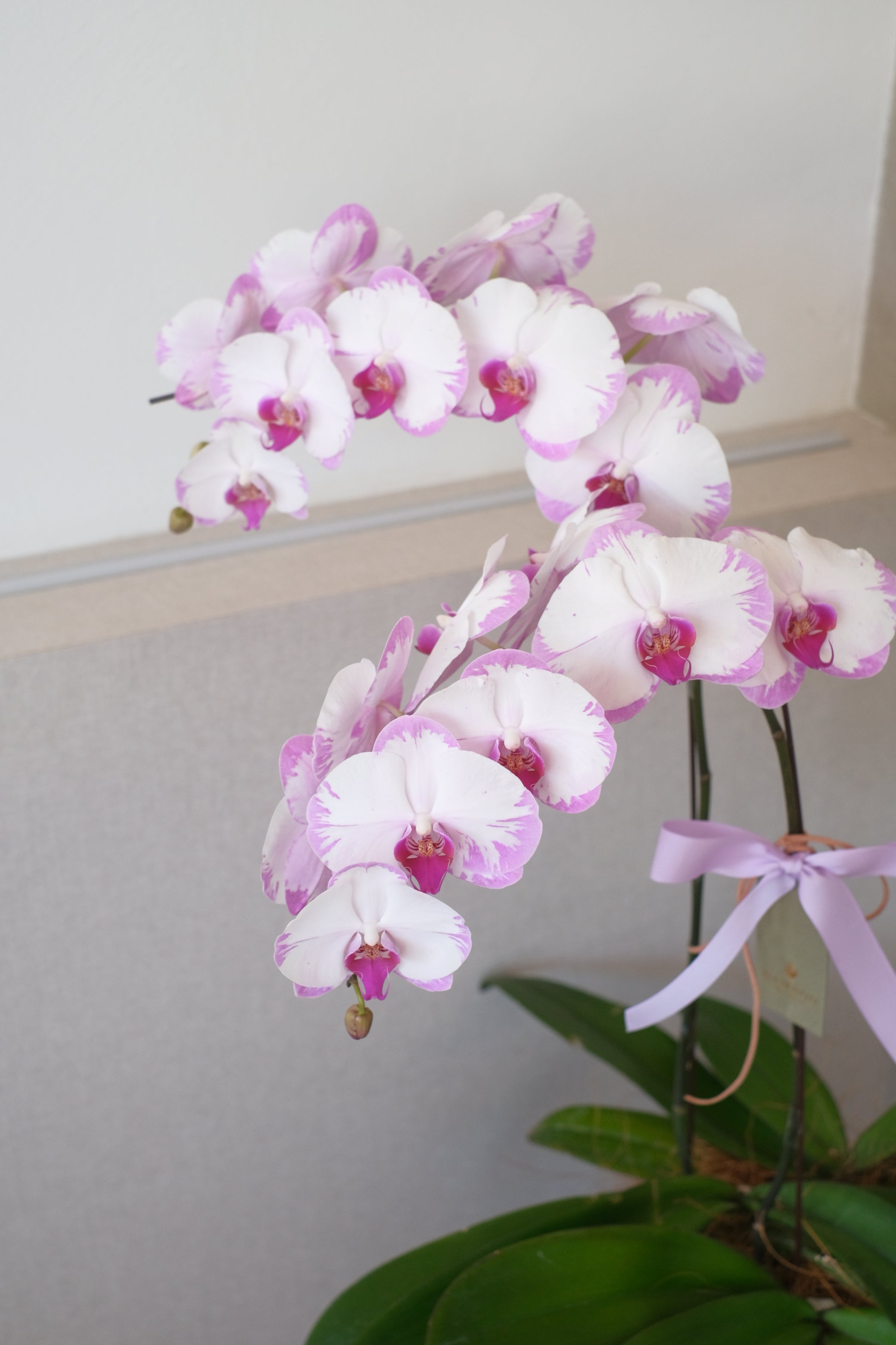 "Three elegant Phalaenopsis orchid plants, representing grace and beauty, being delivered in Penang, Malaysia