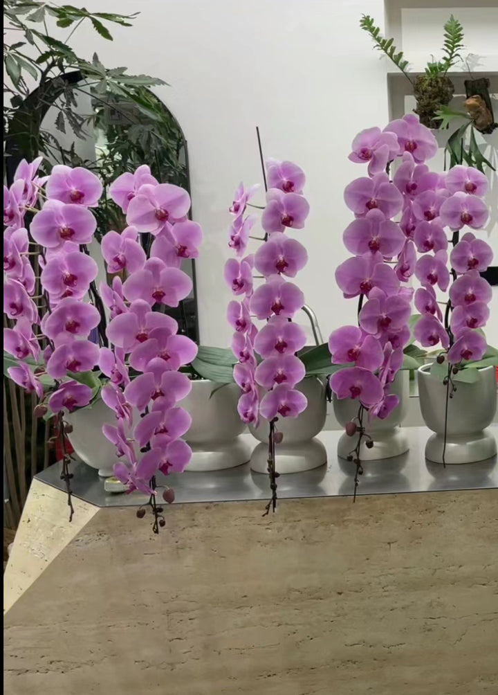 超級龍藍 penang delivery