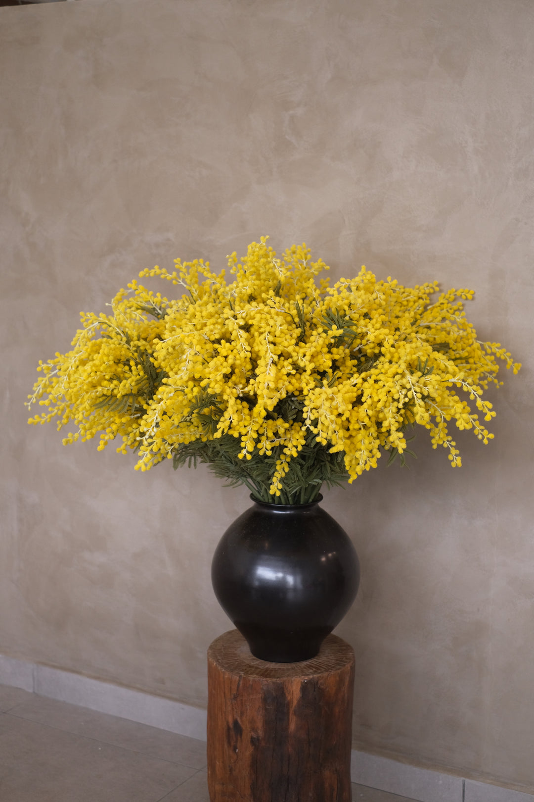Mimosa En Masse