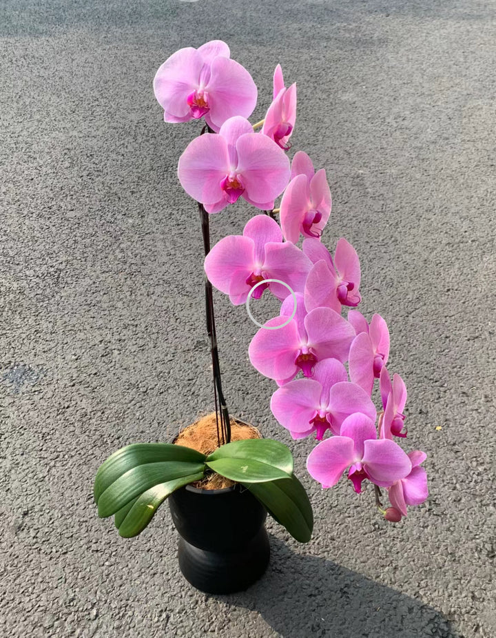 超級龍蘭 penang 花店 no 1