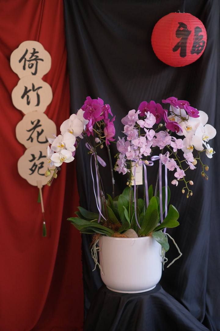 Phalaenopsis - Regal Prosperity