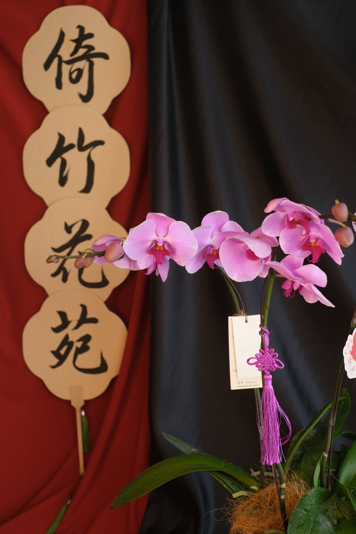 CNY 2025 | Absolute Good 蛇么都好