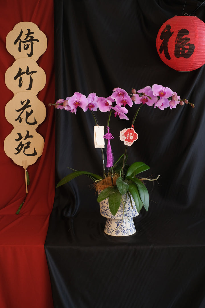 CNY 2025 | Absolute Good 蛇么都好