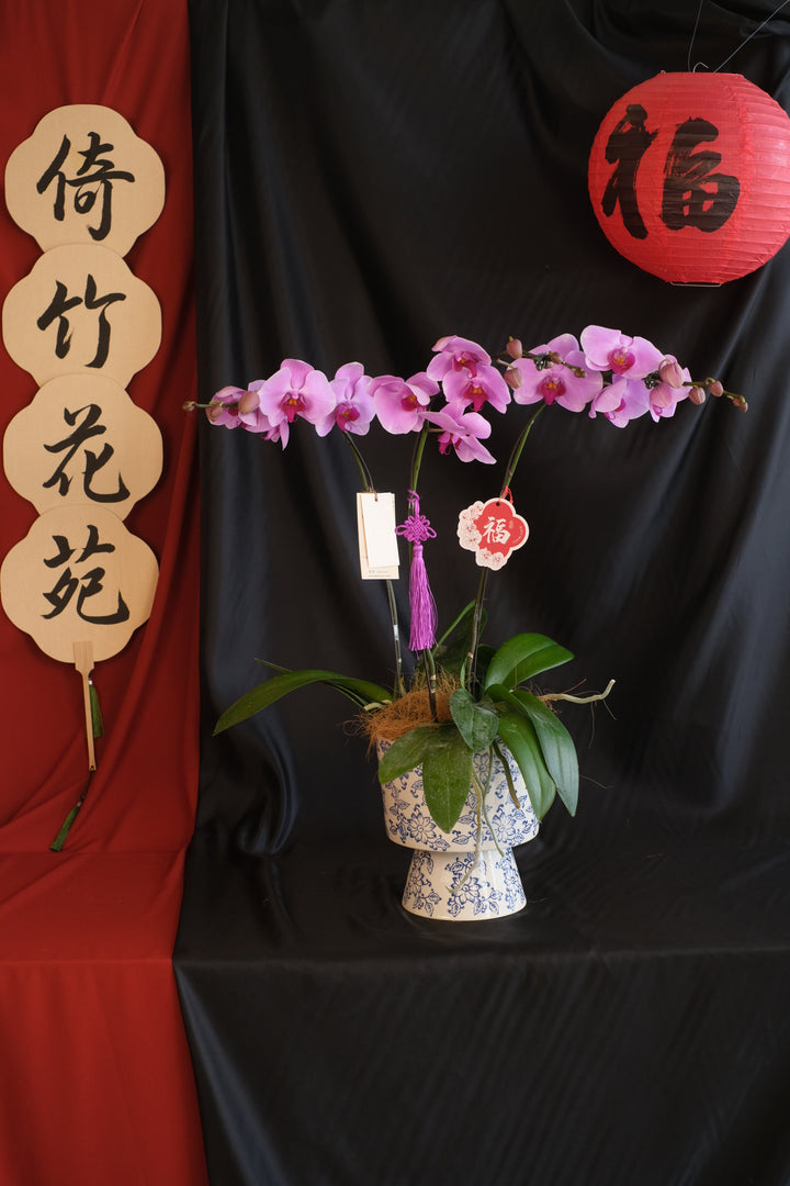CNY 2025 | Absolute Good 蛇么都好
