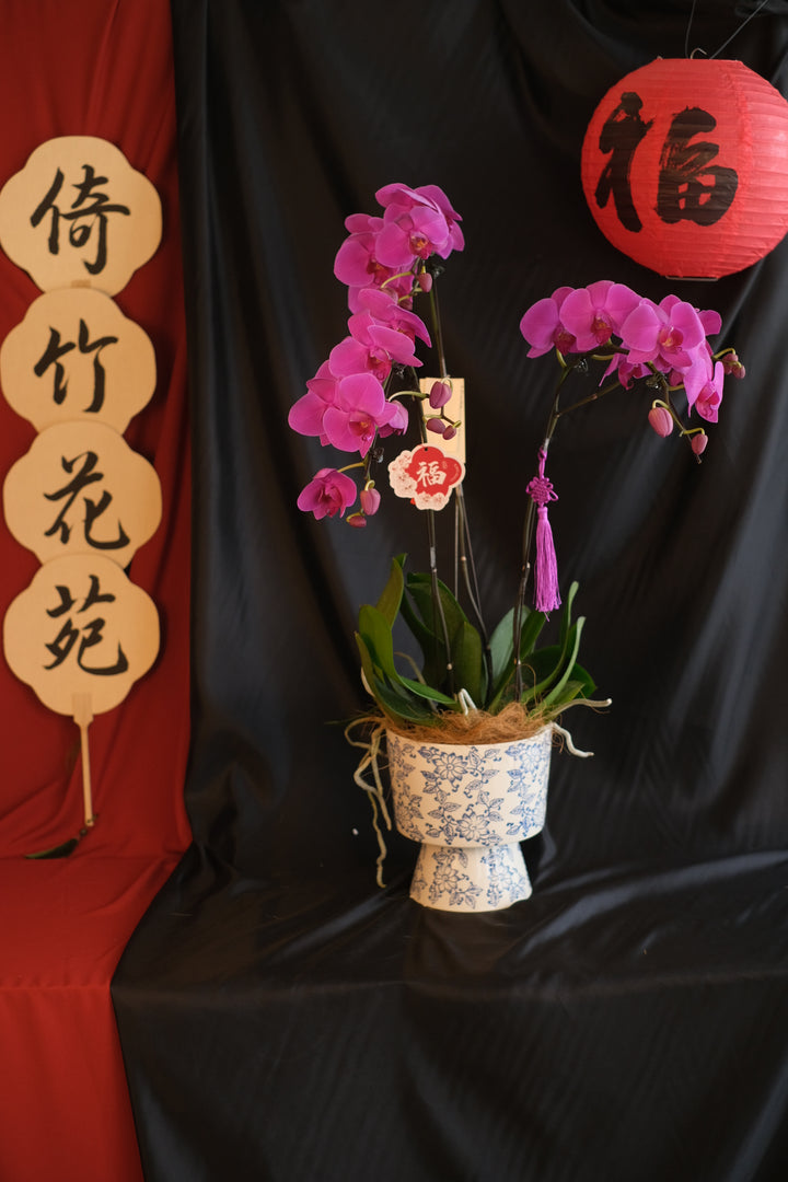 CNY 2025 | Absolute Good 蛇么都好