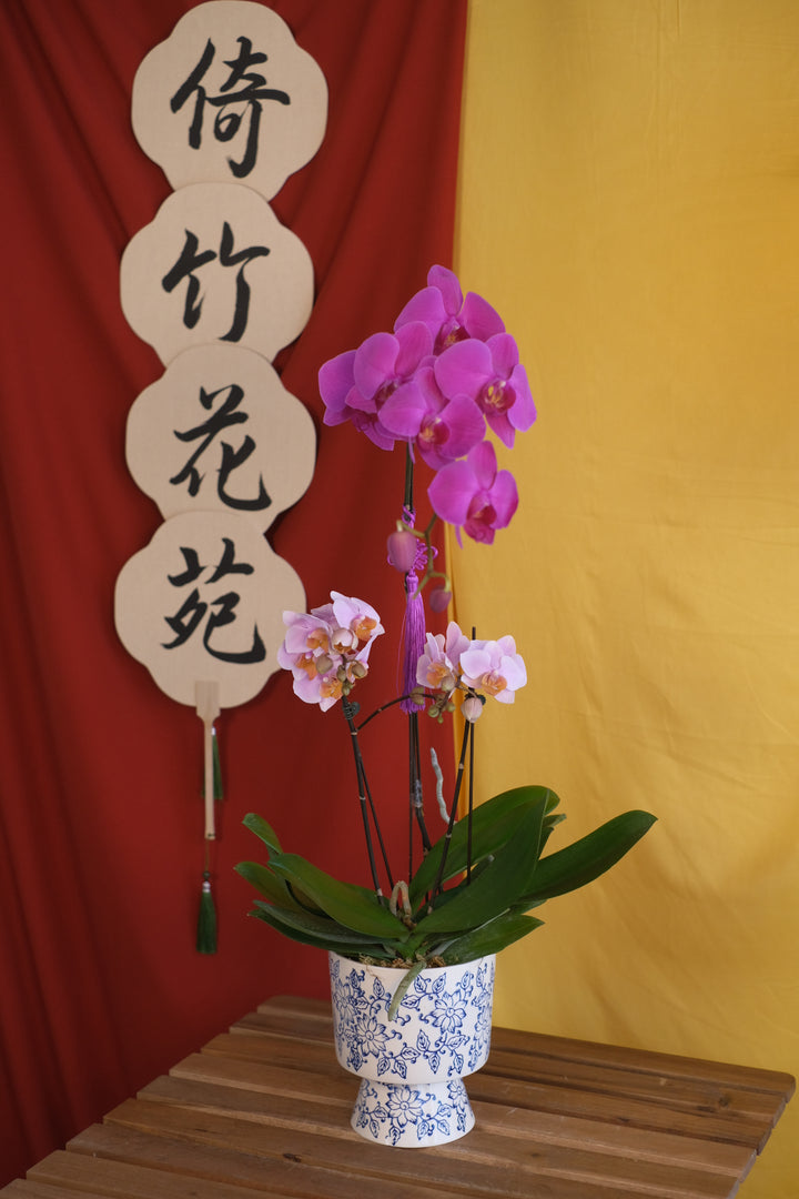 CNY 2025 | Refined Prosperity Orchids 画蛇添福