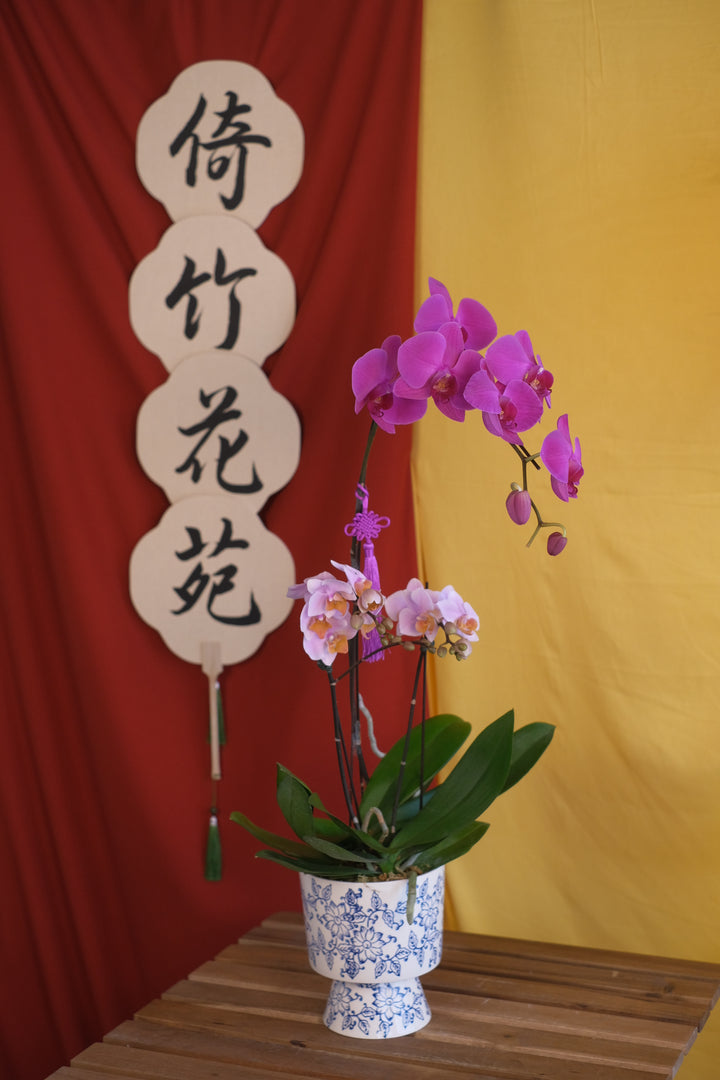 CNY 2025 | Refined Prosperity Orchids 画蛇添福