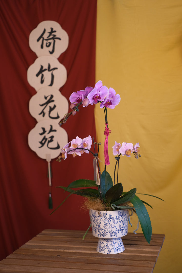 CNY 2025 | Refined Prosperity Orchids 画蛇添福