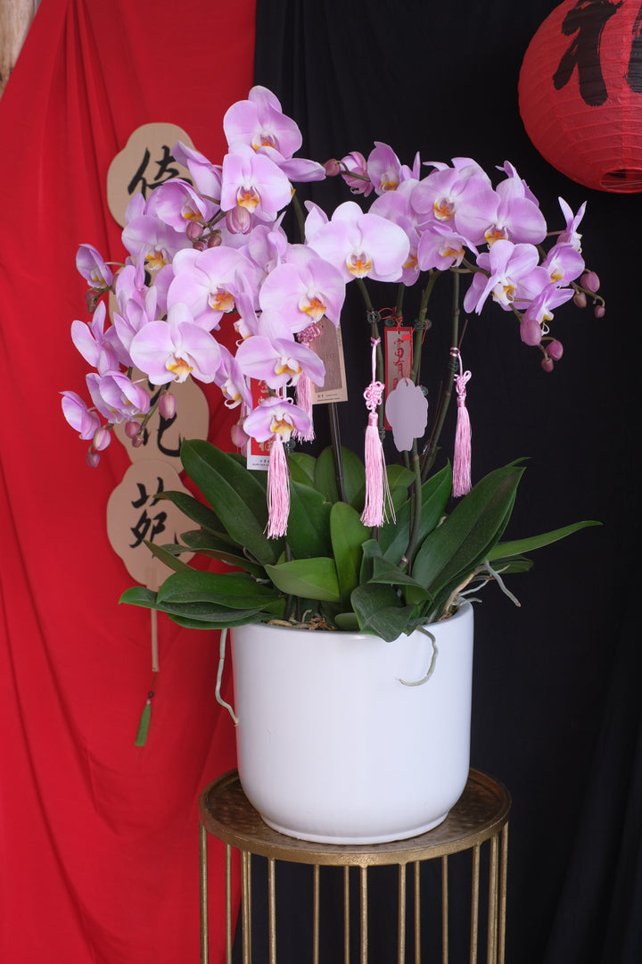 Opulent Phalaenopsis Orchid - Light Purple