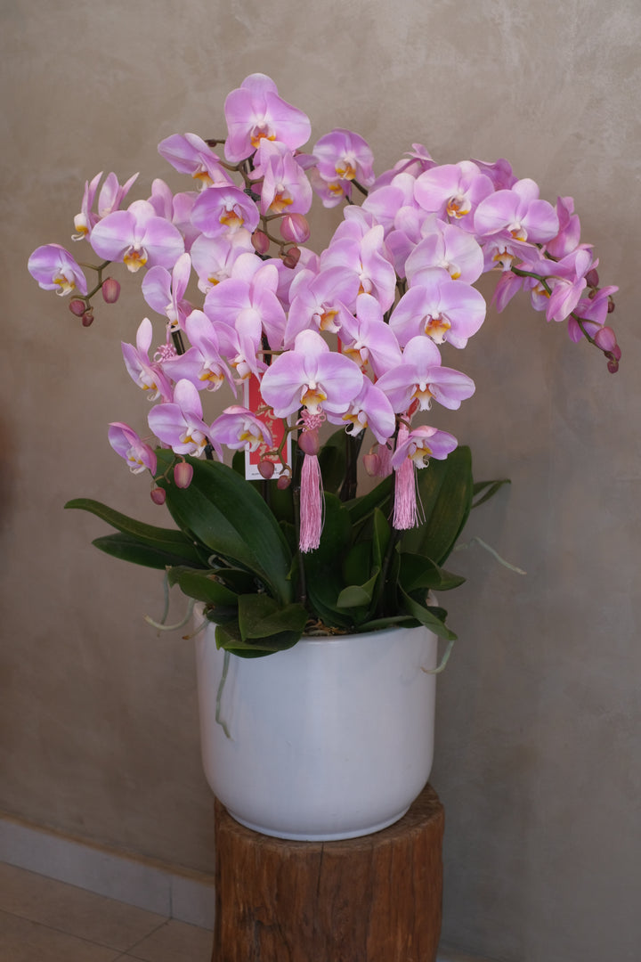 Opulent Phalaenopsis Orchid - Light Purple