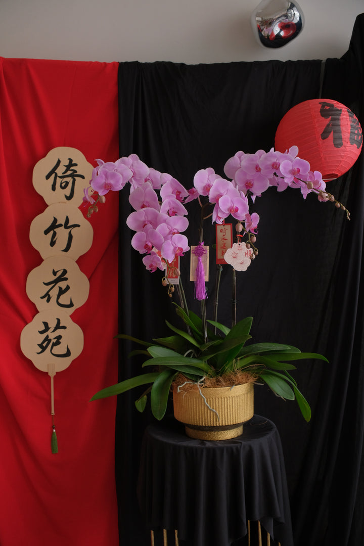 Opulent Phalaenopsis Orchid - Light Purple