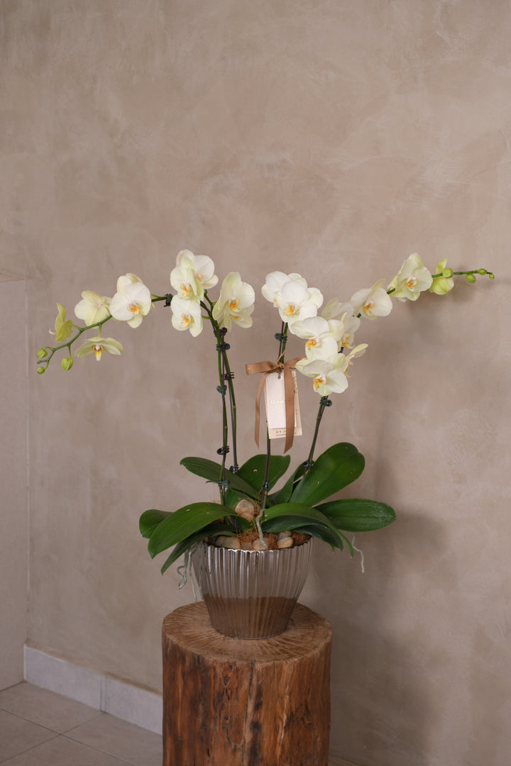 Phalaenopsis Orchids - Lunaria