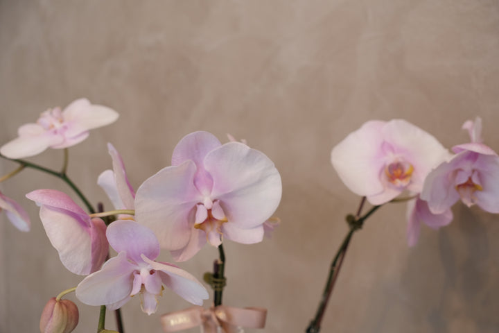 Love Being Your'chid- Blush Purple