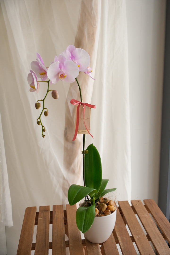 Phalaenopsis - Butterfly Purple