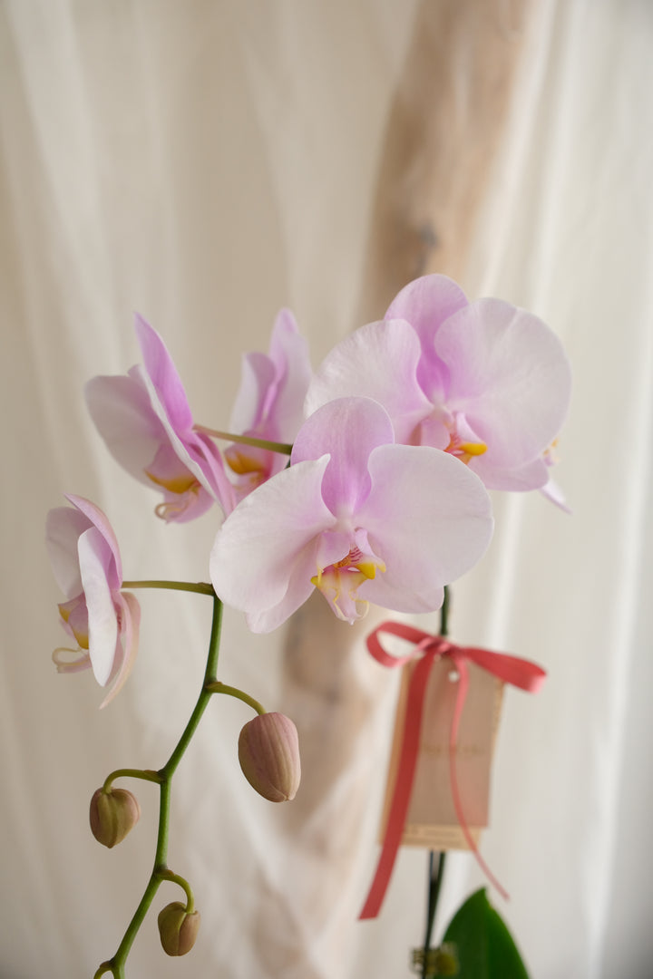 Phalaenopsis - Butterfly Purple
