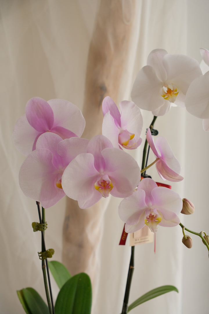 Phalaenopsis Orchid - MIX