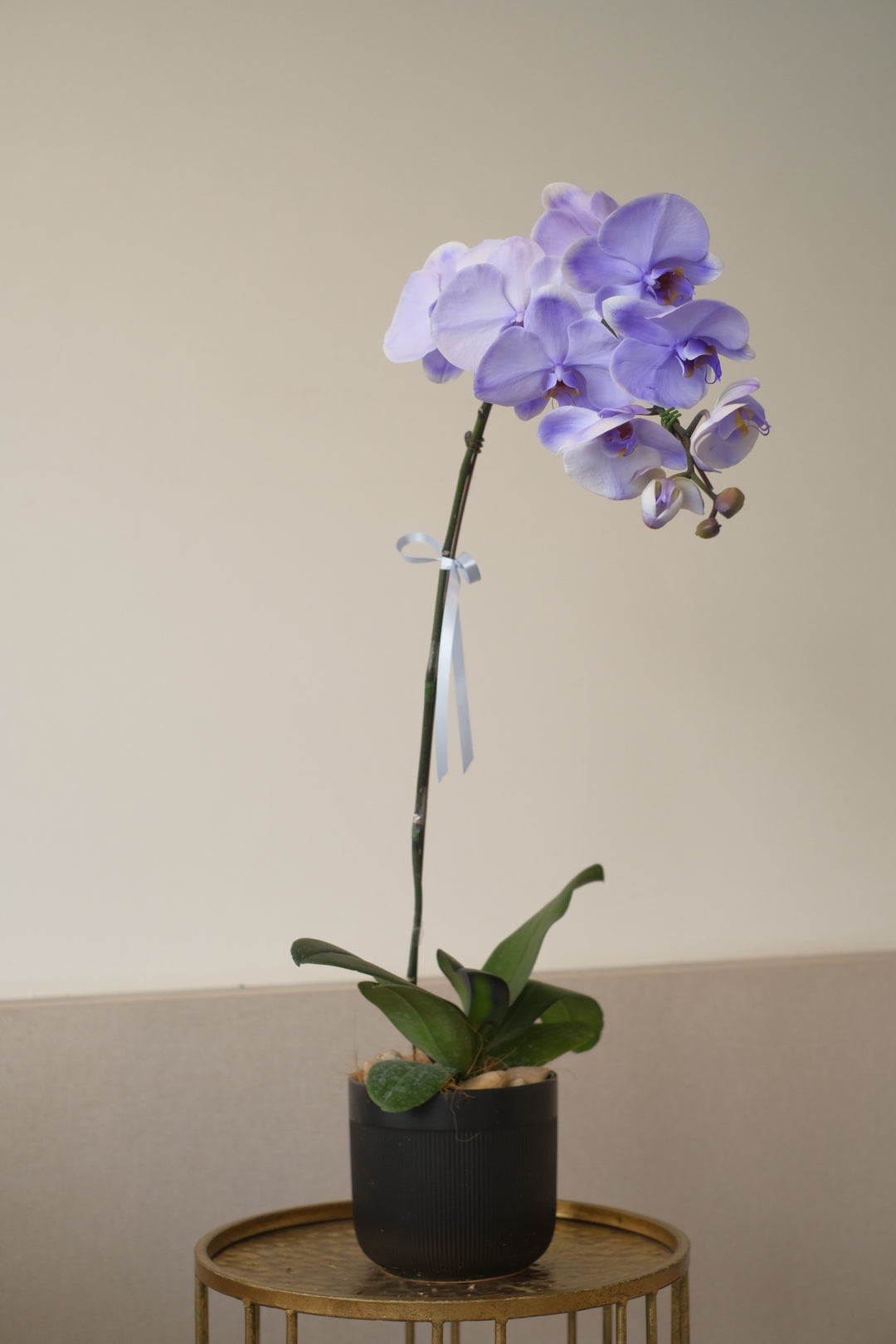 Keningston Orchid (Dyed Blue)