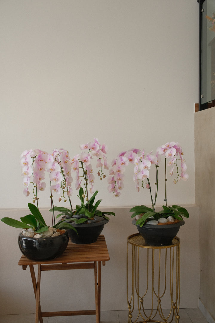Phalaenopsis - Butterfly Purple