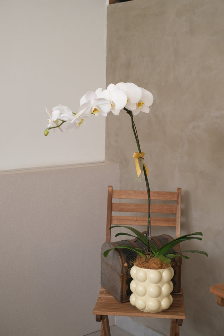 Love Being Your'chid - White Phalaenopsis Orchid