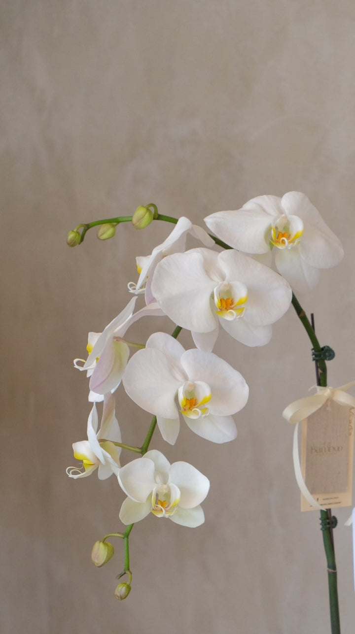 White Phalaenopsis Orchid