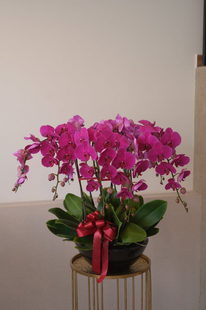 Fortune Phalaenopsis - Dark Purple