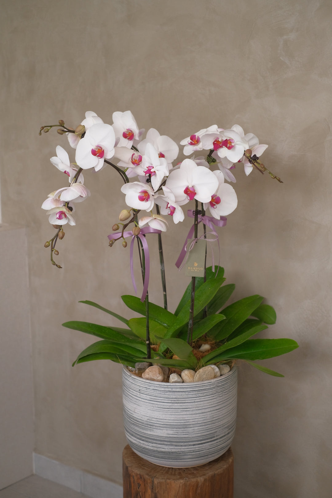 Behold the elegance of the white and purple Phalaenopsis orchid, displayed in a ceramic pot. Perfect for Hari Raya celebrations. Order online from your Penang florist with same-day delivery!