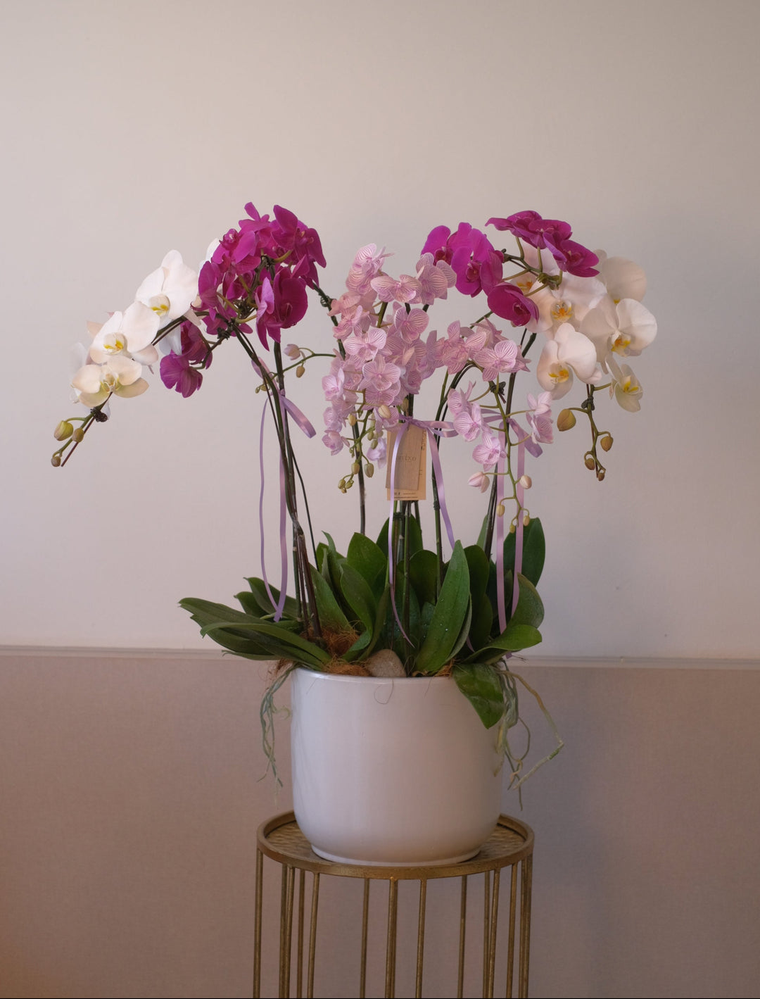 fresh phalaenopsis orchids in penang delivery in white pot