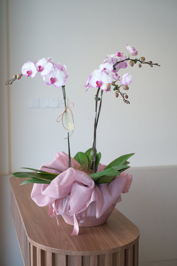 orchid in ceramic planter, penang orchid flower delivery, floristry with fresh plant