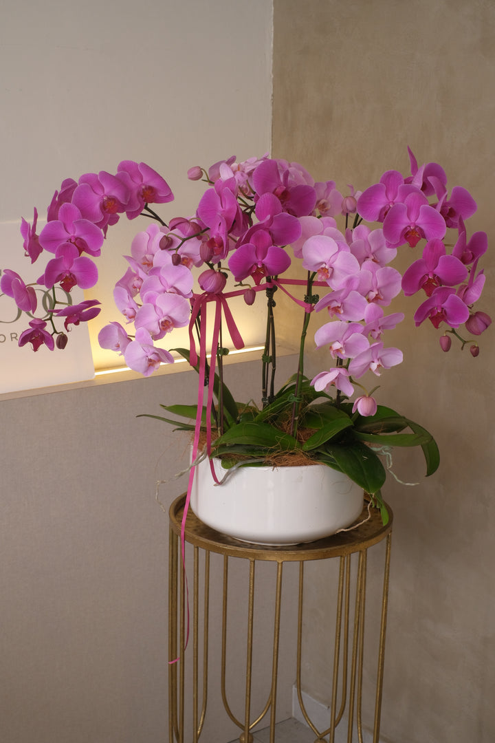 Fresh potted Phalaenopsis orchids in a stunning mix of 10 colors, elegantly displayed in a ceramic planter. Same-day delivery in Penang. Order now!
