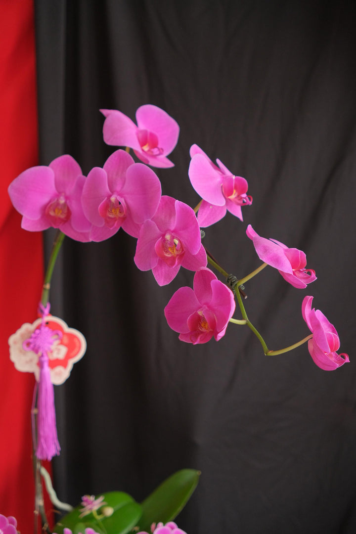 Blossom Petals