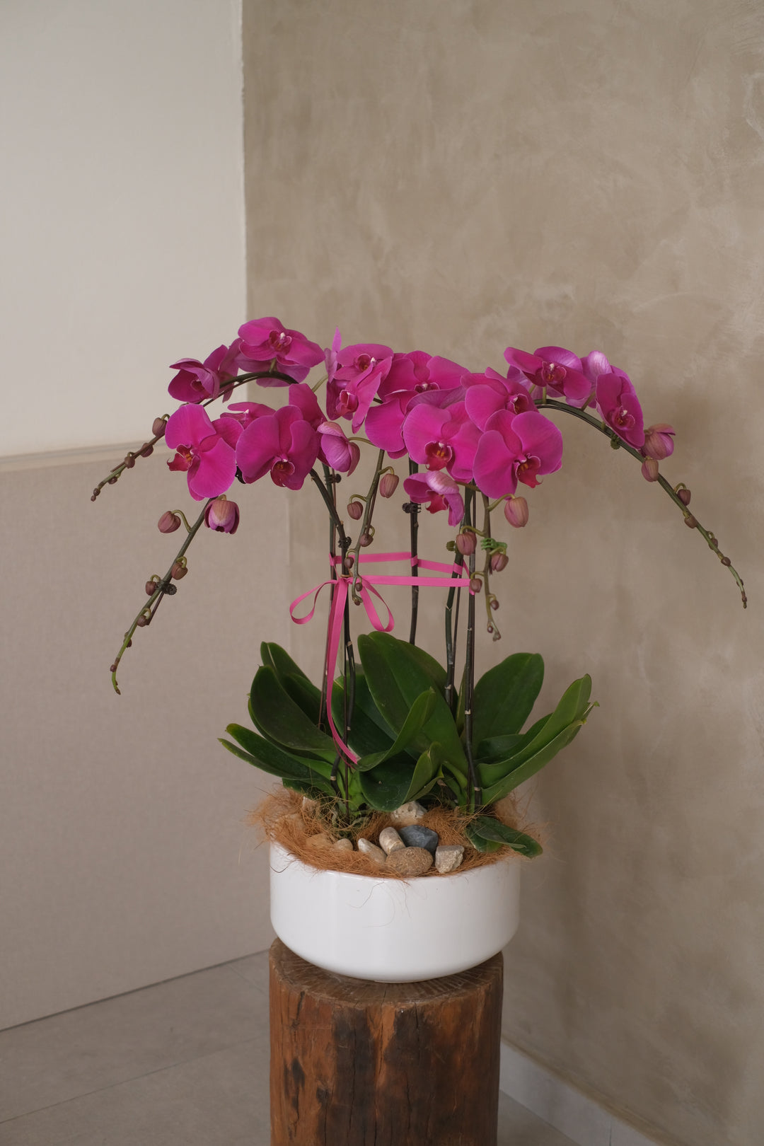 Dark purple Phalaenopsis orchid in a stunning planter. Perfect for festive celebrations. Penang florist, order online, Hari Raya, same-day delivery across Penang.