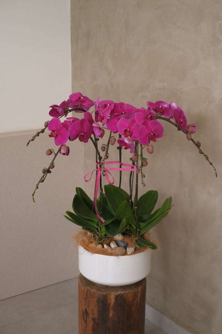 Dark purple Phalaenopsis orchid in a stunning planter. Perfect for festive celebrations. Penang florist, order online, Hari Raya, same-day delivery across Penang.