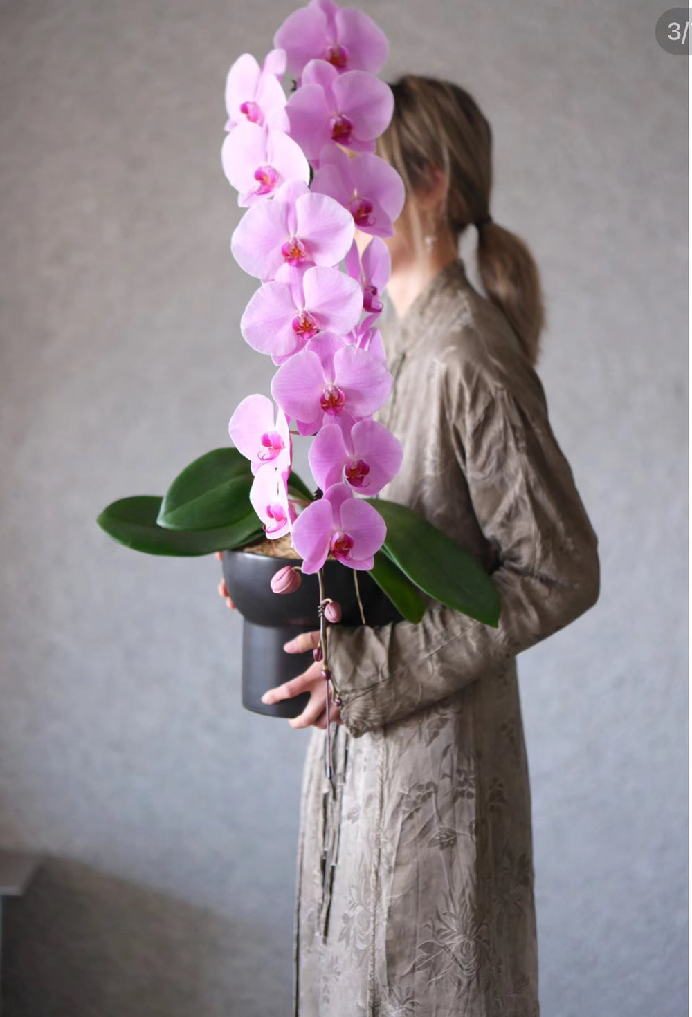 超級龍蘭 penang florist delivery for hari raya