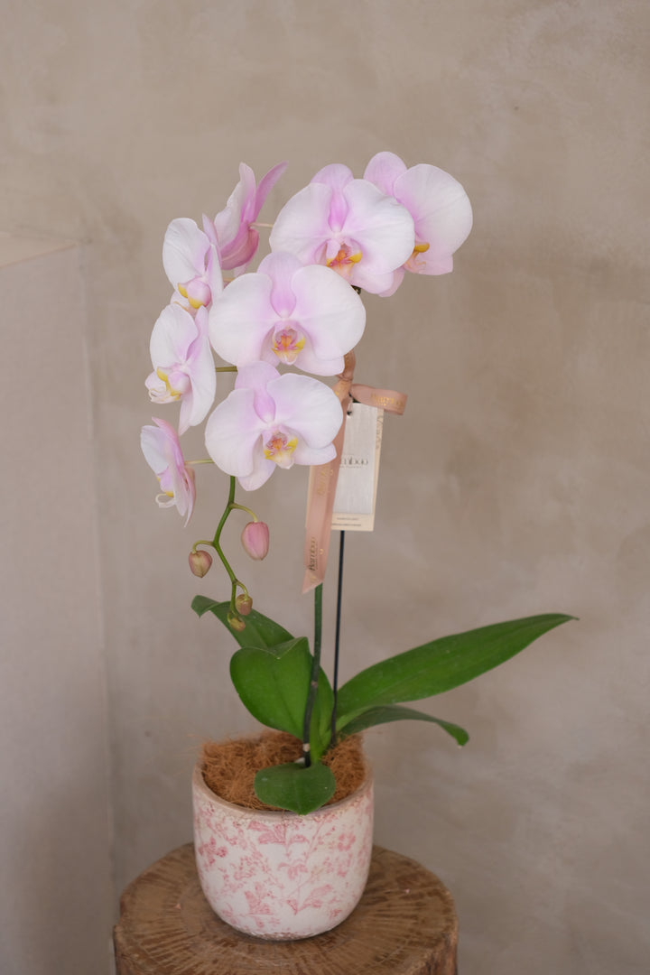 fresh phalaenopsis orchids delivery in penang