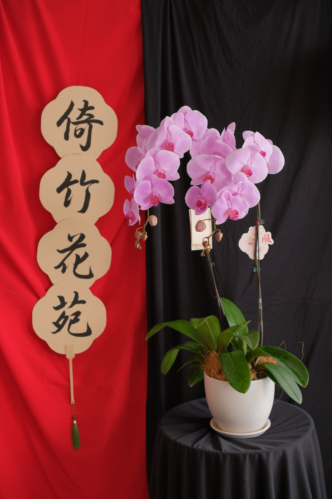 Light purple Phalaenopsis orchid elegantly displayed in a ceramic planter. Penang florist, Hari Raya, order online, deliver same day for timely floral delivery.