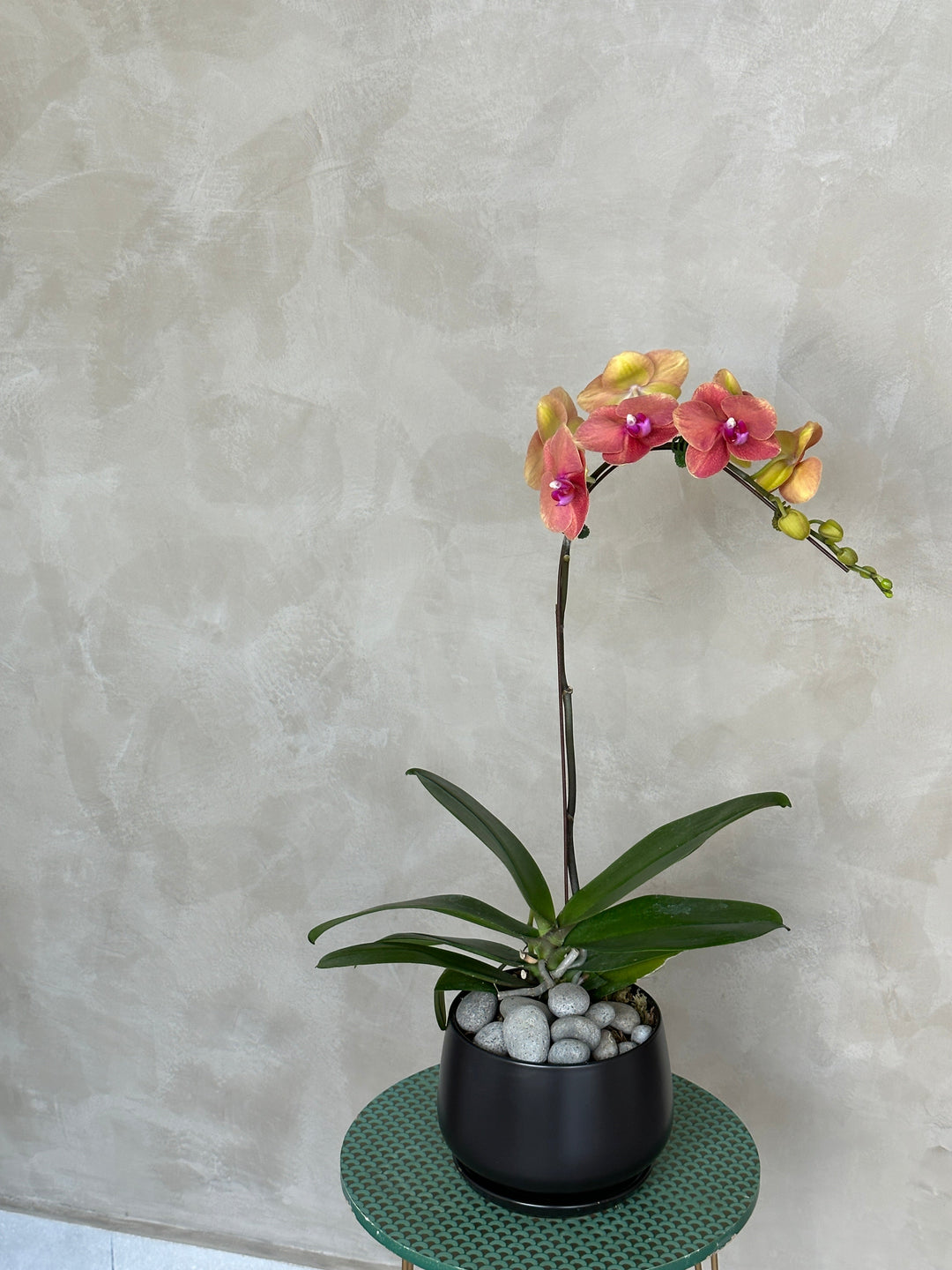 orange orchid for chinese new year dragon delivery in penang