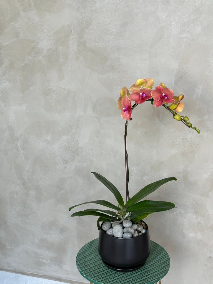 orange orchid for chinese new year dragon delivery in penang