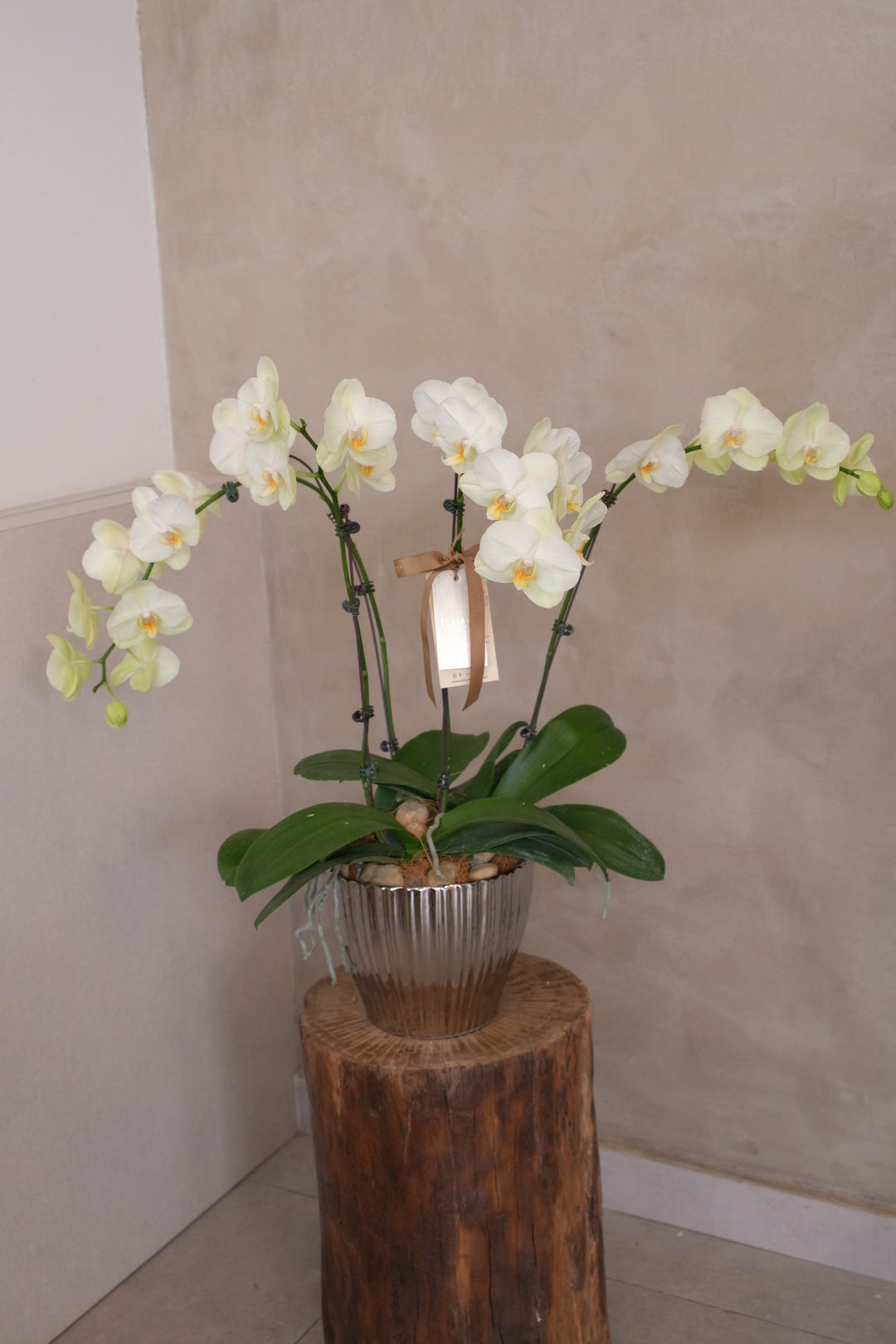 butter yellow cream phalaenopsis delivery in penang
