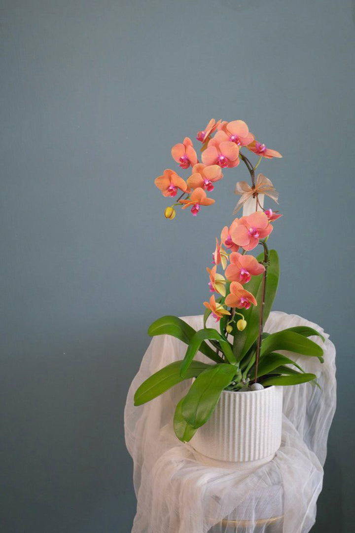 orange orchid for chinese new year dragon delivery in penang