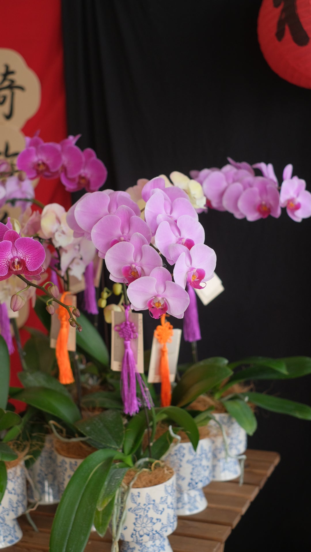 Elegant Phalaenopsis orchids in a Chinese oriental ceramic pot. Perfect for Hari Raya & special occasions. Penang florist, order online for same-day delivery!