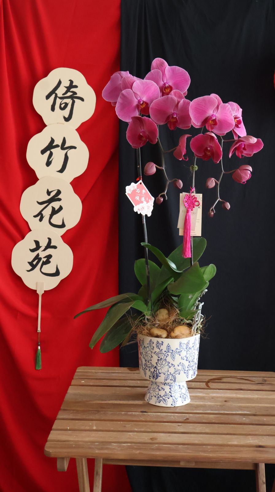 Elegant Phalaenopsis orchids in a Chinese oriental ceramic pot. Perfect for Hari Raya & special occasions. Penang florist, order online for same-day delivery!