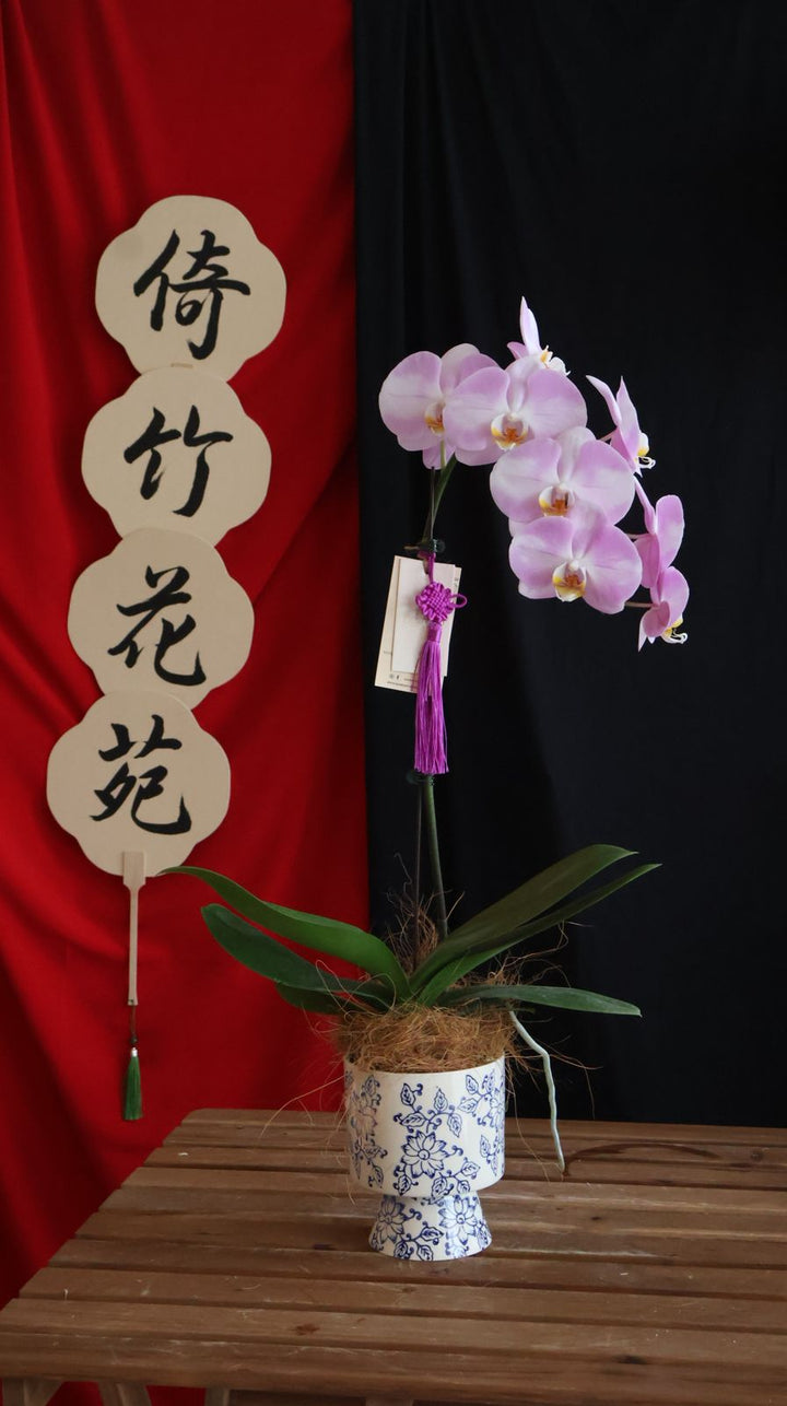 Elegant Phalaenopsis orchids in a Chinese oriental ceramic pot. Perfect for Hari Raya & special occasions. Penang florist, order online for same-day delivery!