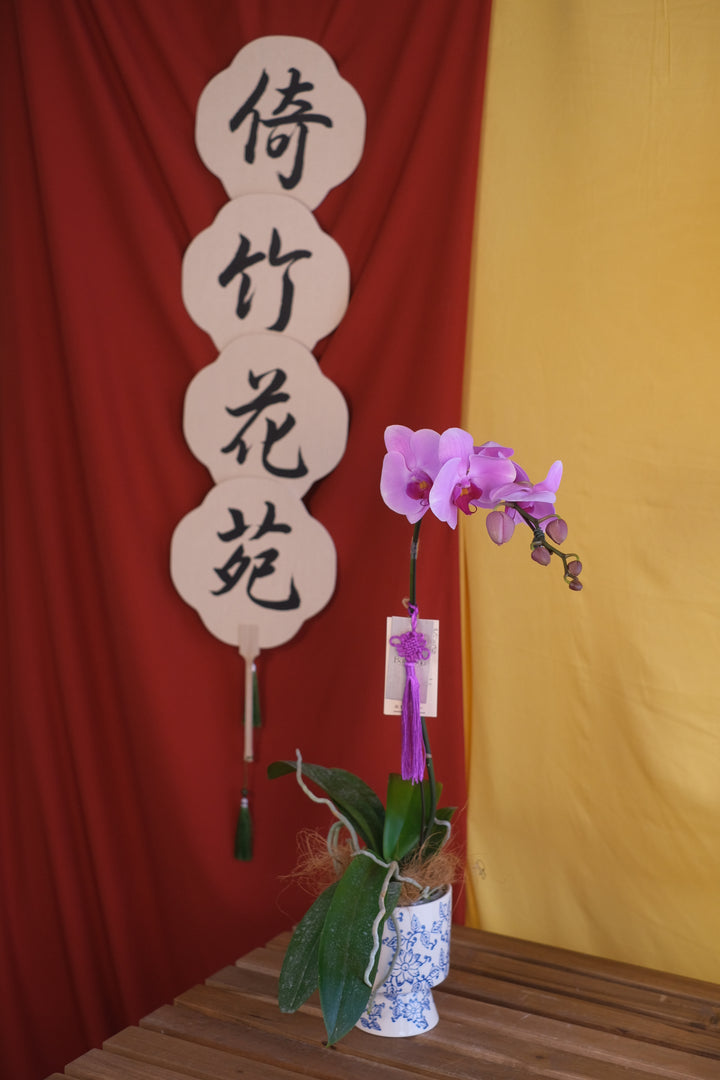 Elegant Phalaenopsis orchids in a Chinese oriental ceramic pot. Perfect for Hari Raya & special occasions. Penang florist, order online for same-day delivery!