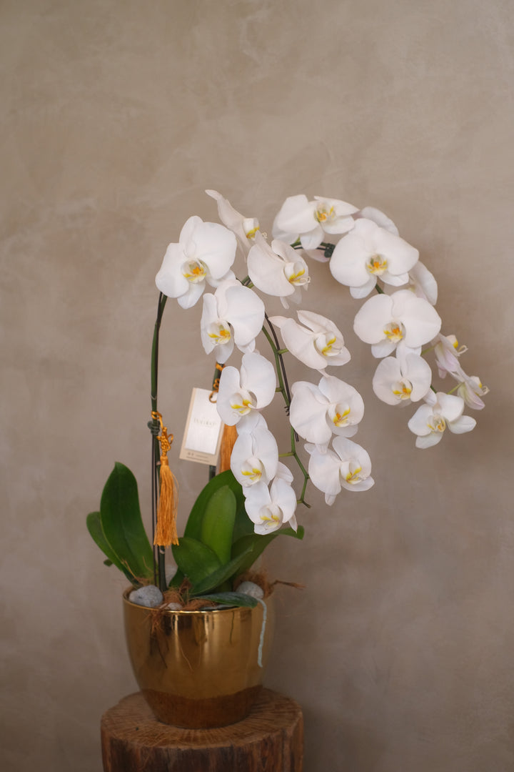 white phalaenopsis orchid in ceramic pot for grand opening and hari raya. Order at No1 Online Penang Florist in Bukit Mertajam