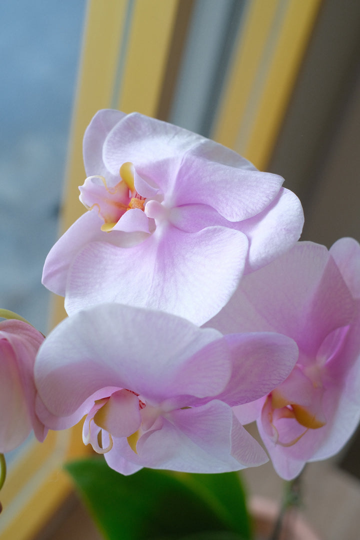 Love Being Your'chid- Blush Purple