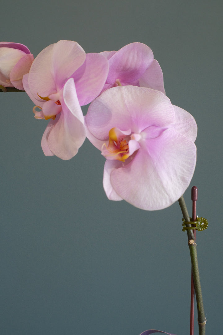 Love Being Your'chid- Blush Purple