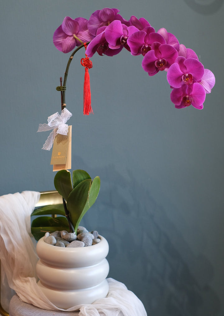 Fortune Phalaenopsis - Dark Purple