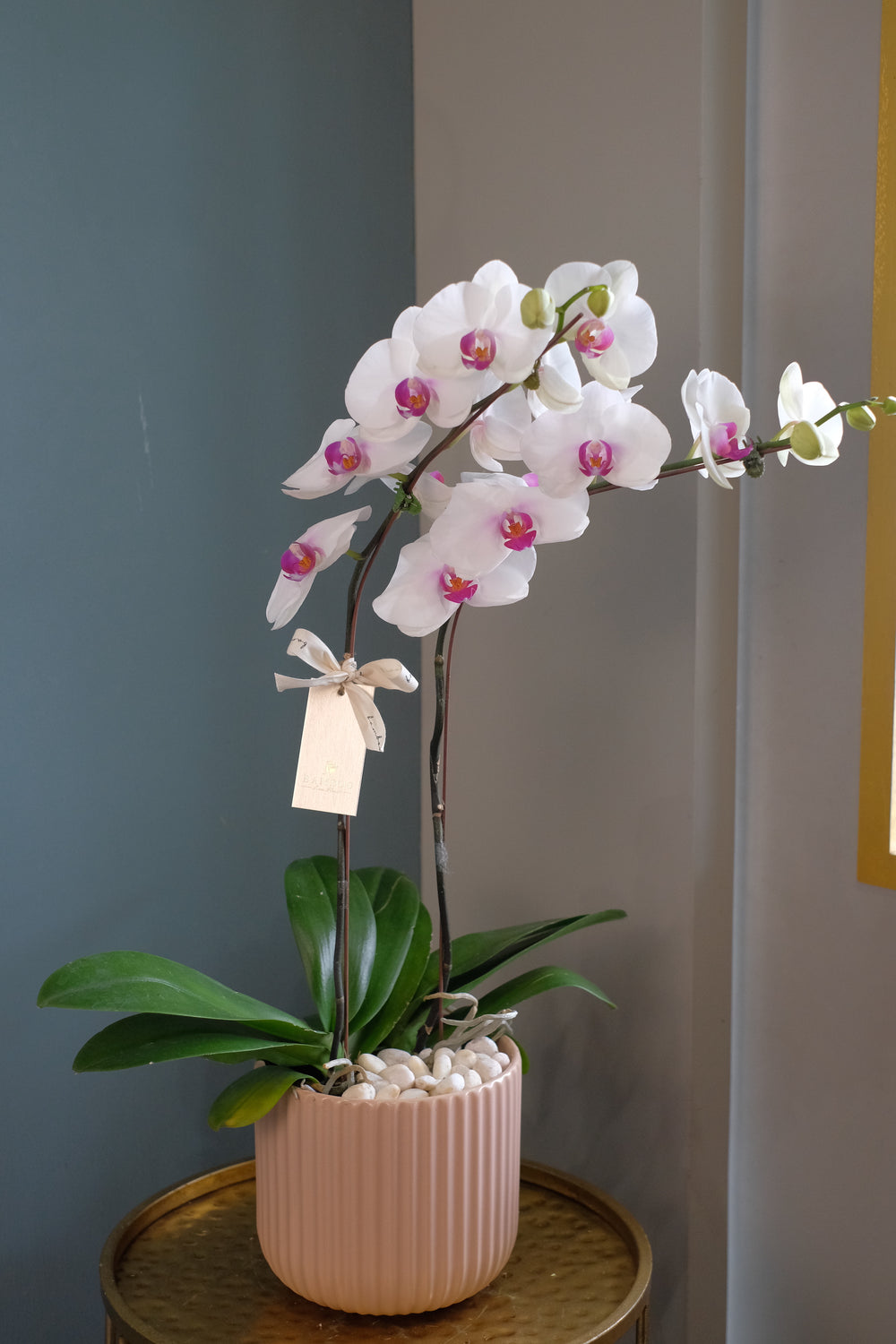 Behold the elegance of the white and purple Phalaenopsis orchid, displayed in a ceramic pot. Perfect for Hari Raya celebrations. Order online from your Penang florist with same-day delivery!