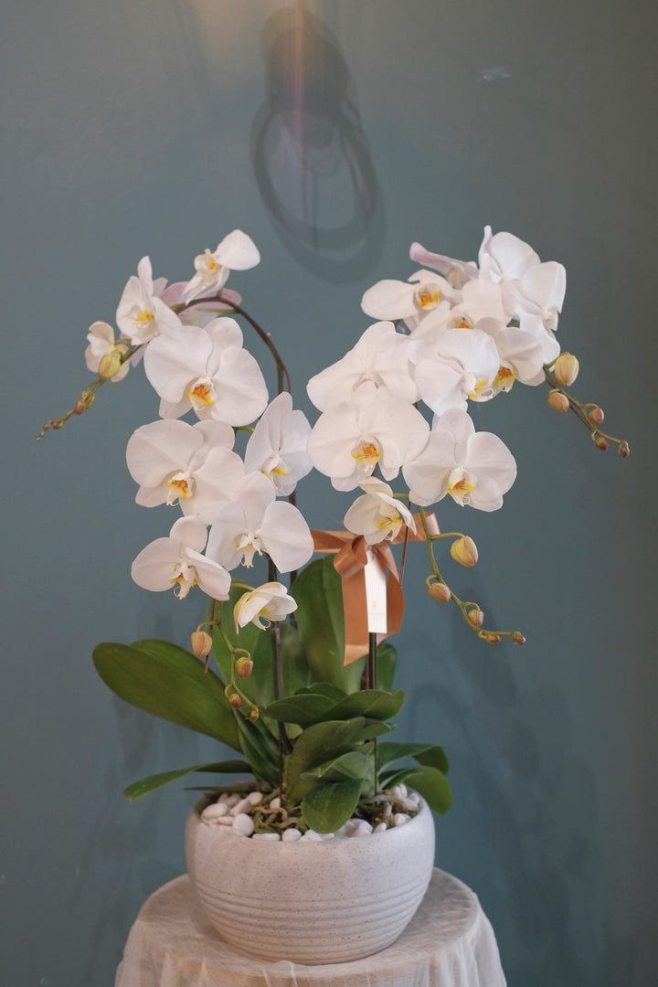 White Phalaenopsis Orchid
