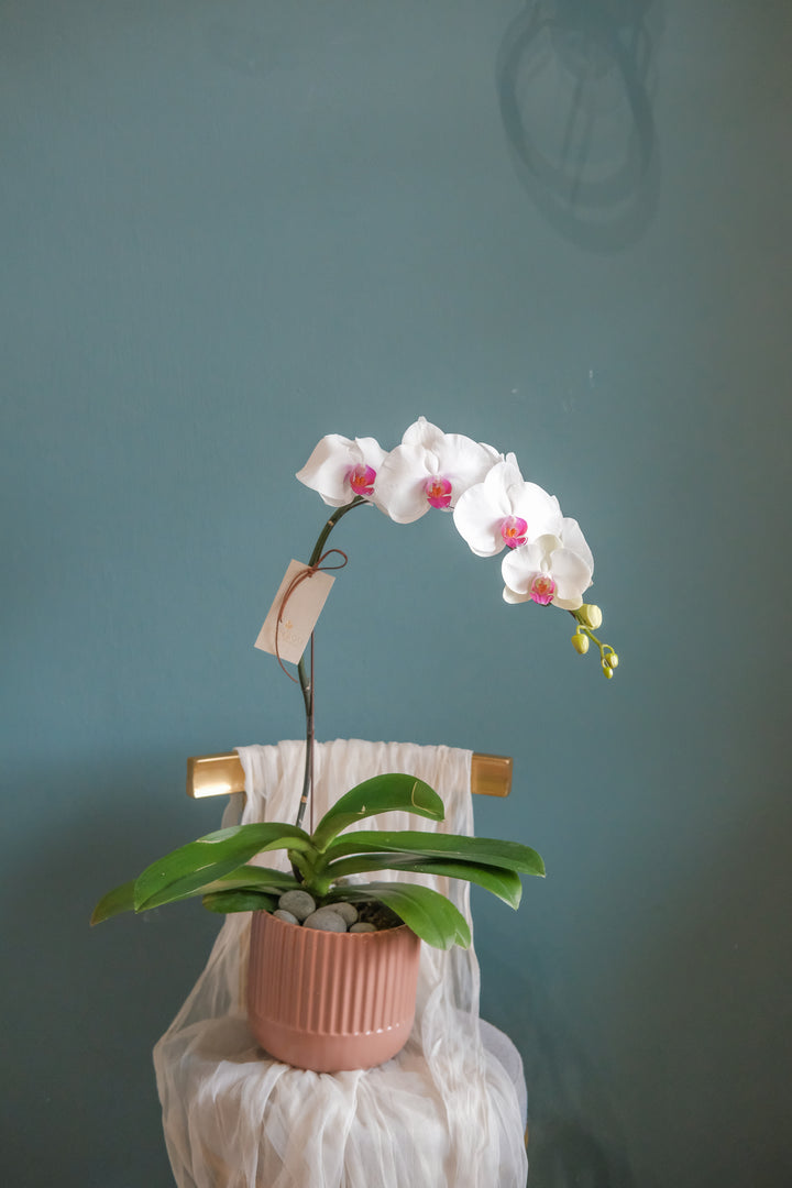 Behold the elegance of the white and purple Phalaenopsis orchid, displayed in a ceramic pot. Perfect for Hari Raya celebrations. Order online from your Penang florist with same-day delivery!